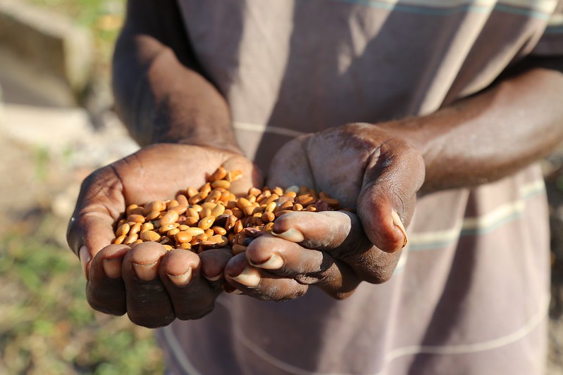 Key Details Of Afghan Jamaica Seeds