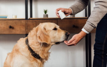 CBD for dogs