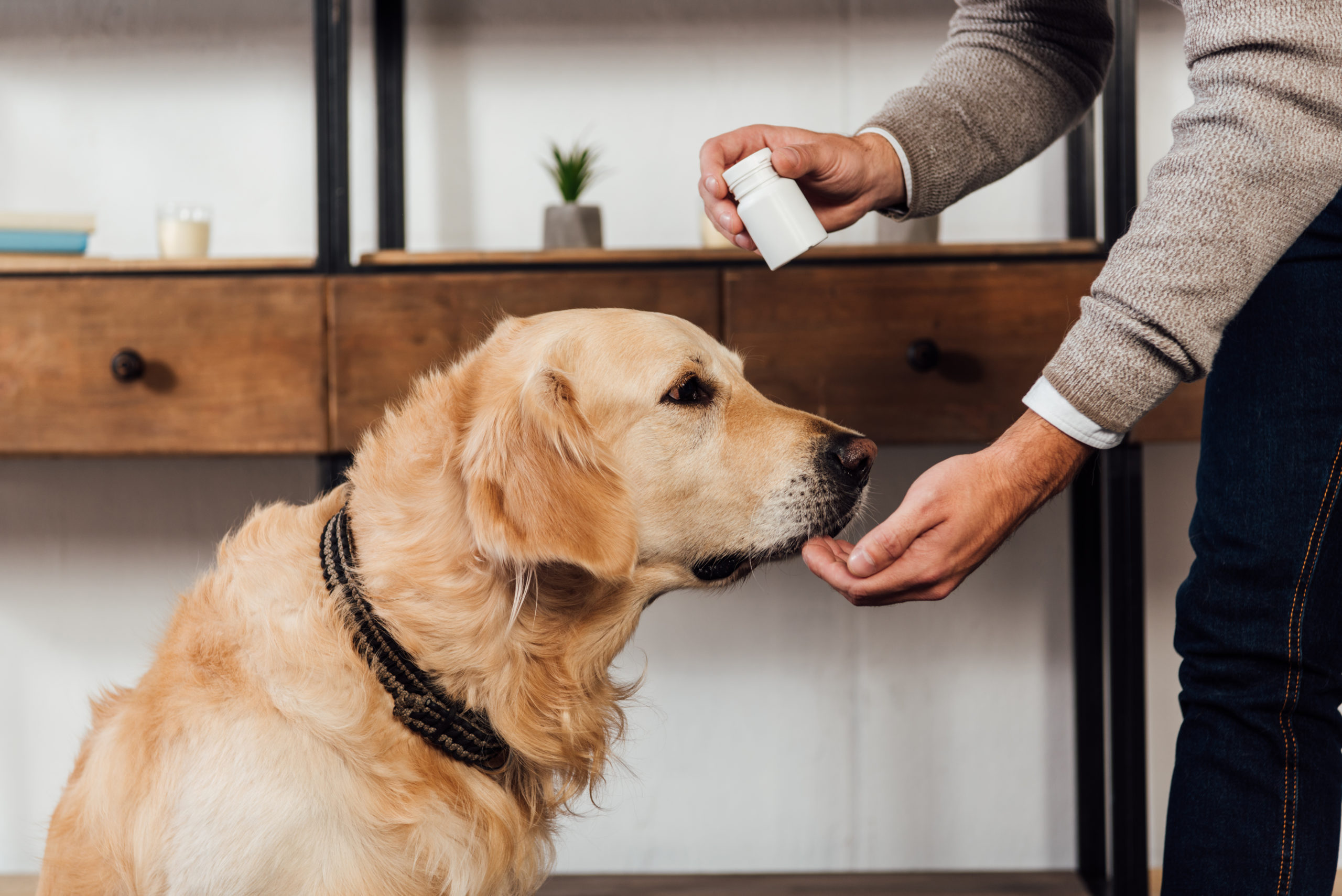 CBD for dogs